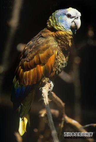 ʥ��ɭ�������и�