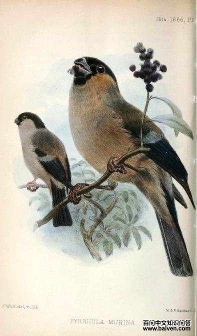 ʥ�׸���츹��ȸ��ͼƬ