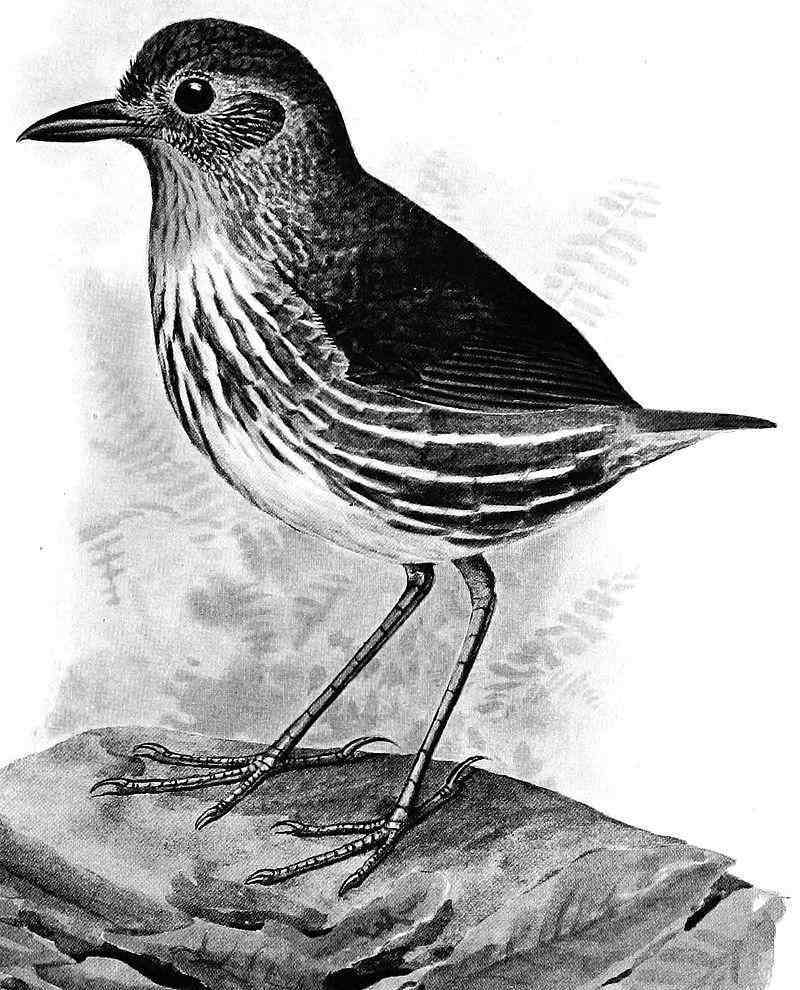 ʥ��������ͼƬ