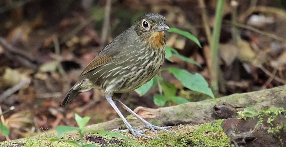 ʥ�������