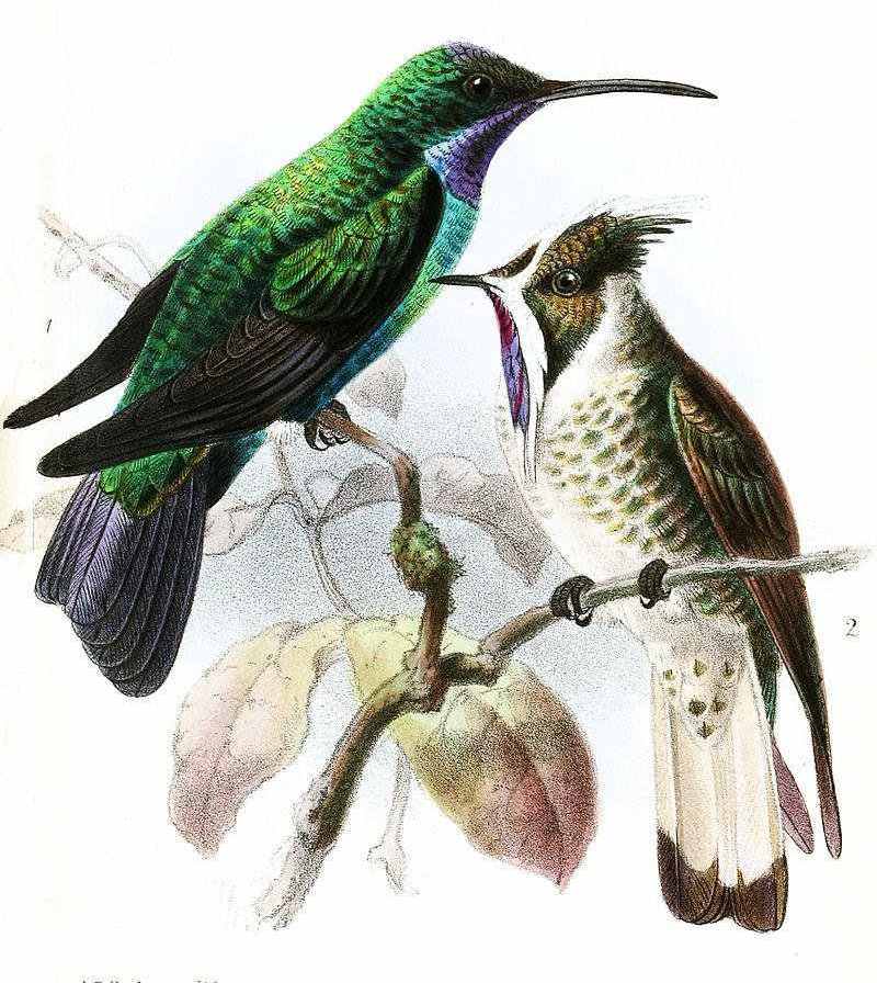 ʥ����������ͼƬ