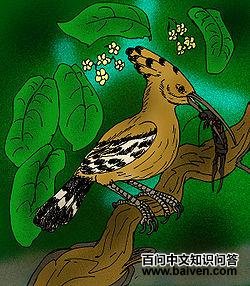 圣赫勒拿岛戴胜 圣赫勒拿岛戴胜的图片