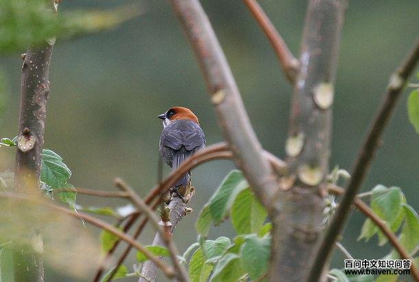 圣河薮雀 圣河薮雀的图片