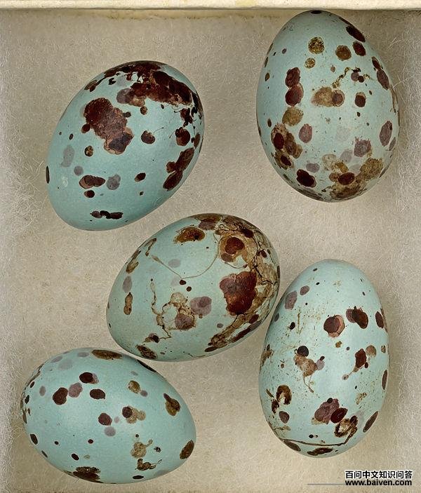 圣多美山鹪莺 圣多美山鹪莺的图片