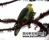 圣多美绿鸠 圣多美绿鸠的图片