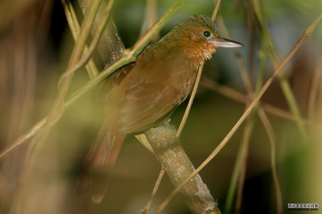 ʥ������