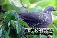 ʥ�����̸��ͼƬ