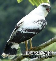 白领南美鵟 白领南美鵟的图片