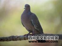 ʥ�����Ƹ�