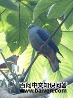 圣多美鸽 圣多美鸽的图片