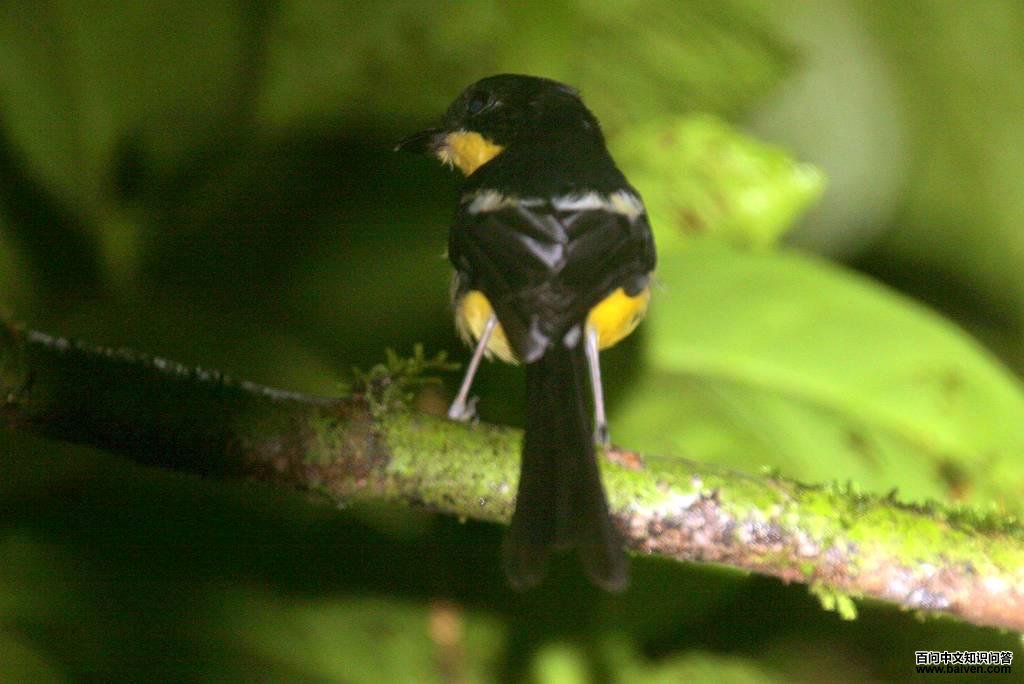 圣多美伯劳 圣多美伯劳的图片