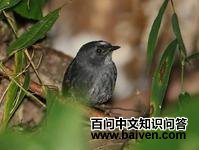 圣岛窜鸟 圣岛窜鸟的图片