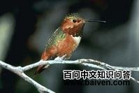 艾氏煌蜂鸟 艾氏煌蜂鸟的图片