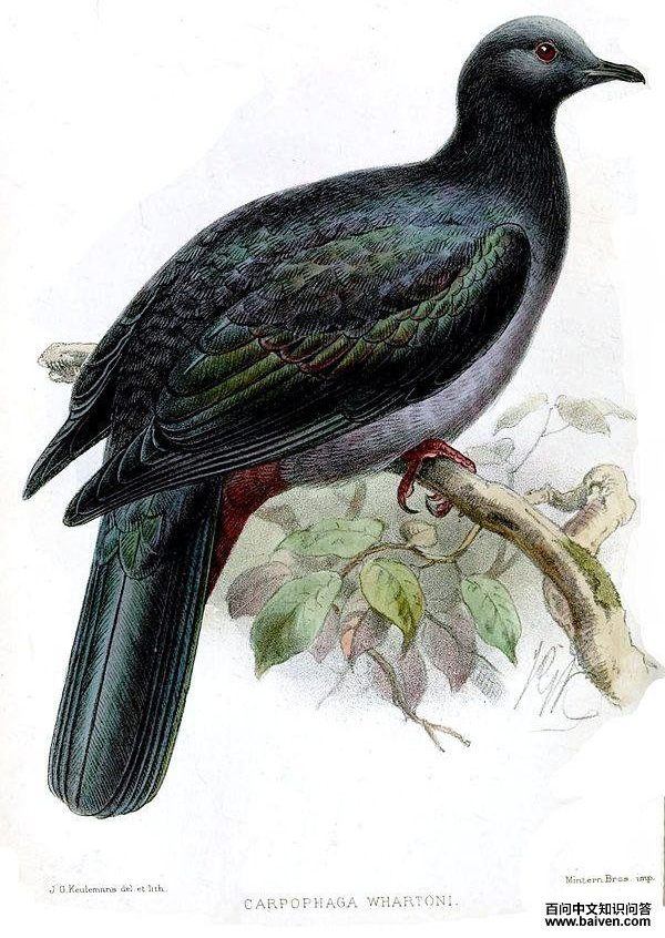 ʥ��������ͼƬ