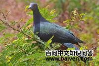 ʥ�������