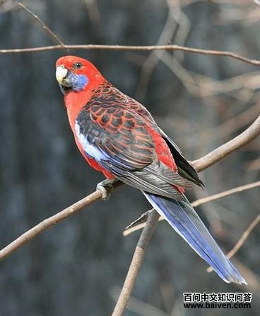 ���õ������