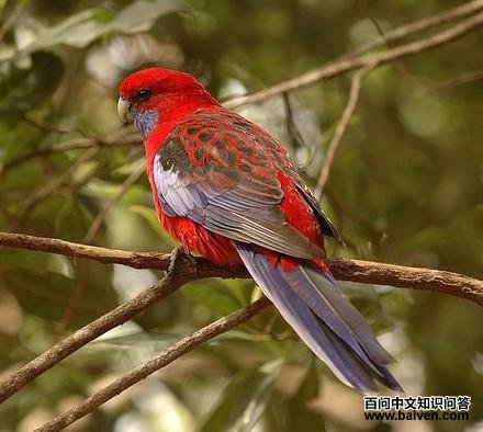 ���õ������