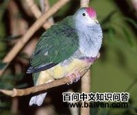 深红顶果鸠 深红顶果鸠的图片