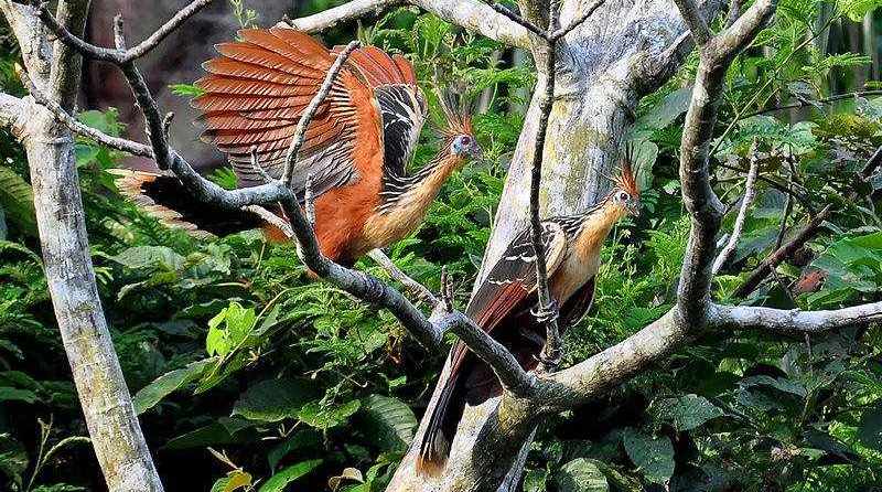 麝雉科 麝雉科的图片