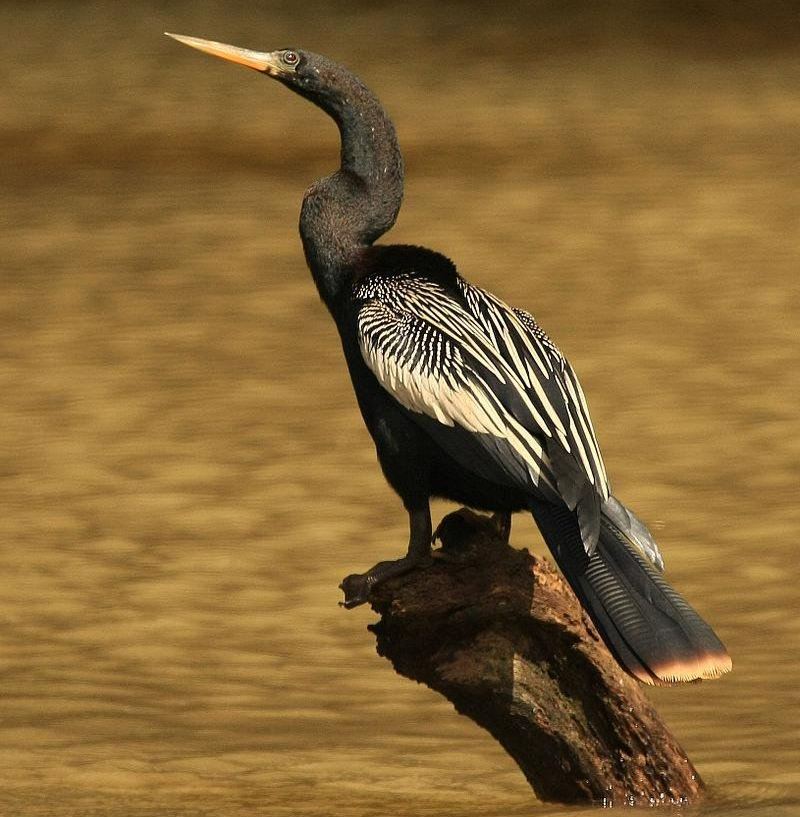 ��������ͼƬ