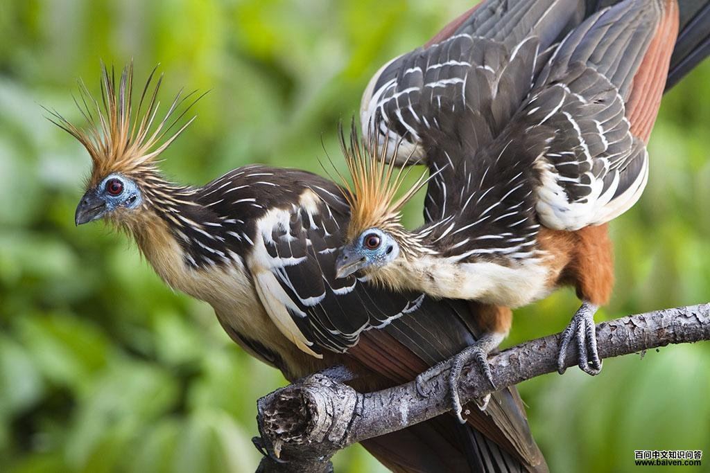 麝雉 麝雉的图片