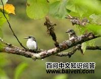 社会岛翡翠 社会岛翡翠的图片