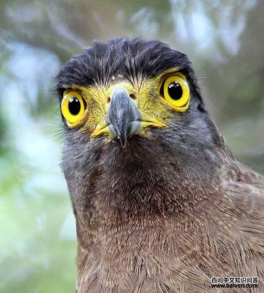 �ߵ�ͷ������