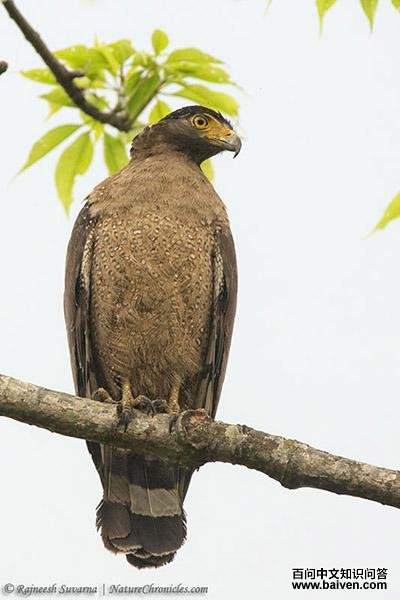 �ߵ���������