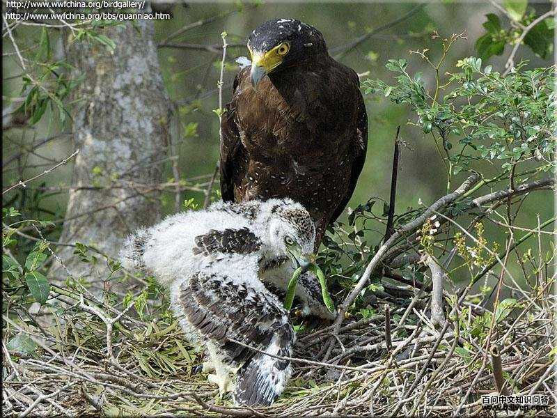 �ߵ��������������