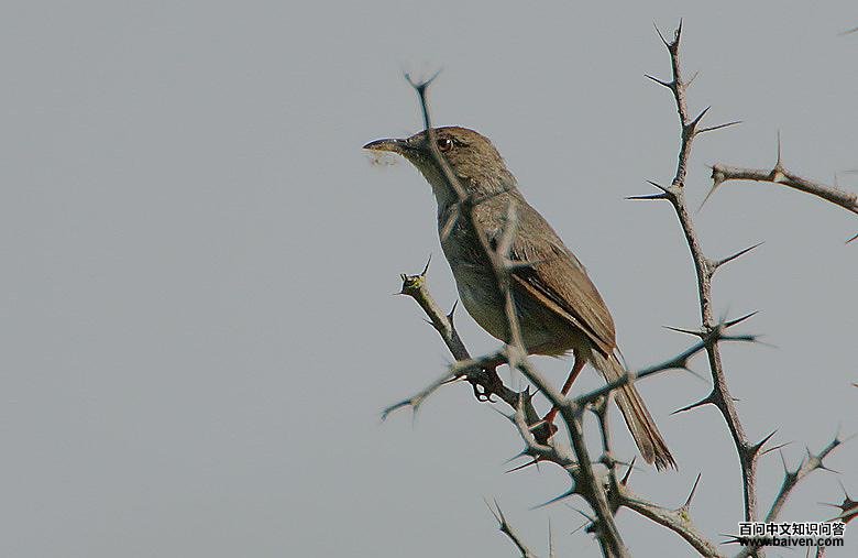 ������βݺ��ͼƬ