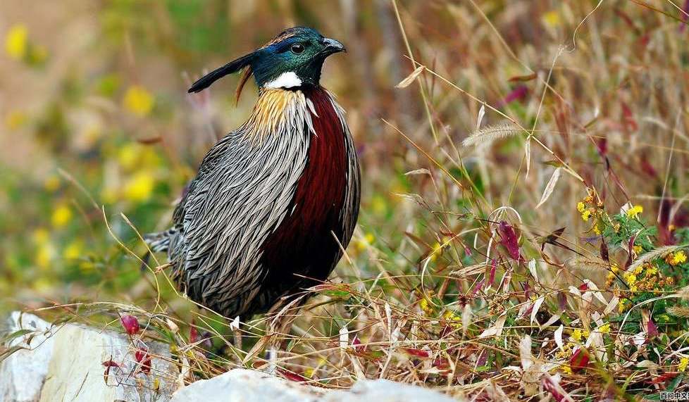 �׼�����ͼƬ