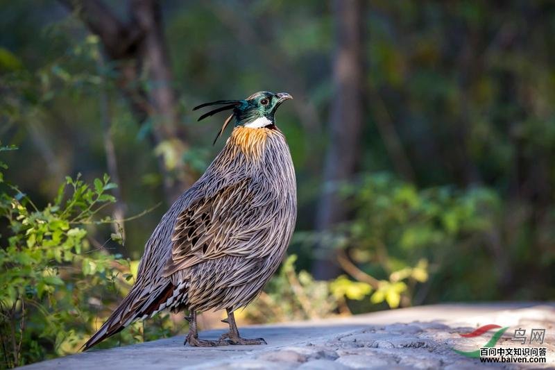 勺鸡 勺鸡的图片