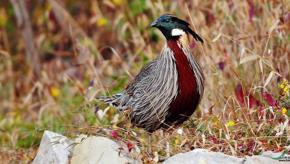 �׼�������