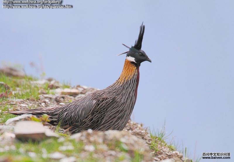 �׼�������