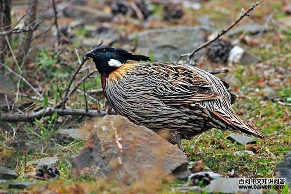 �׼�������