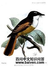 ��β��β�l