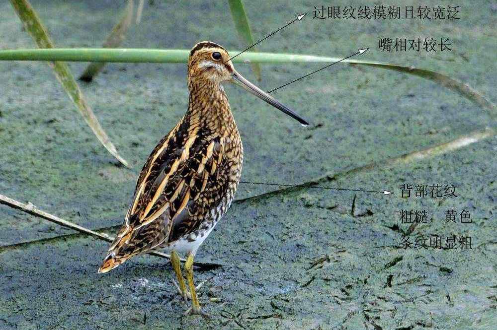 ��βɳ׶����ԼΪͷ��2����������ģ�����������ƴֲڣ���ɫ�������֡�