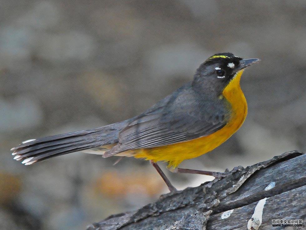 扇尾森莺 扇尾森莺的图片