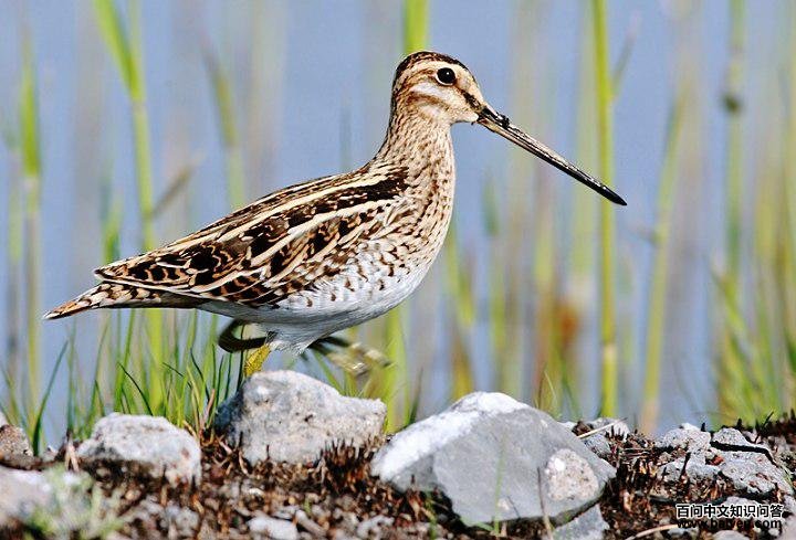 ��βɳ׶��ͼƬ