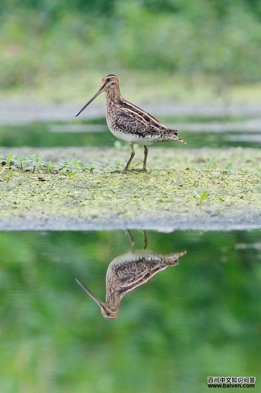 Ǩ���е���βɳ׶�����ߣ������̡�2011��10�¡�����������