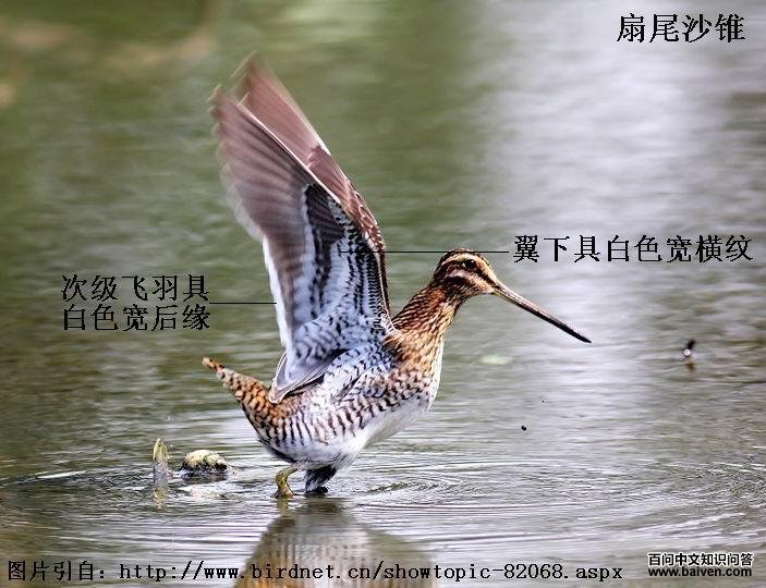 ��βɳ׶�������μ�����߰�ɫ����Ե�����¾߰�ɫ�����ơ�