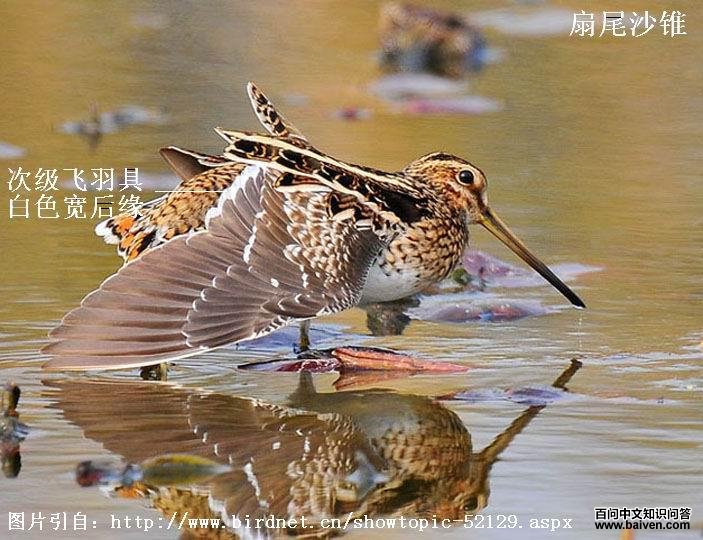 ��βɳ׶�������μ�����߰�ɫ����Ե��