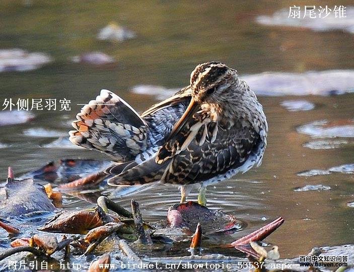 ��βɳ׶���������β�����