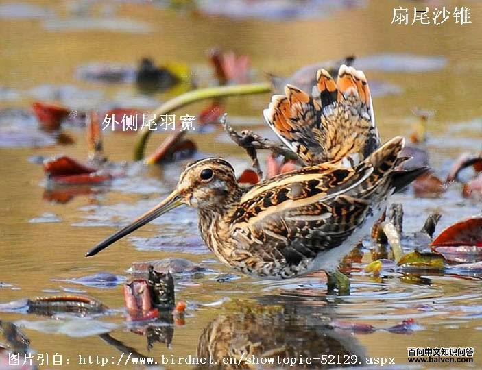 ��βɳ׶���������β�����