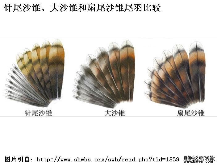 ��βɳ׶����ɳ׶����βɳ׶β��Ƚϣ���βɳ׶�����β�����Ժܿ���