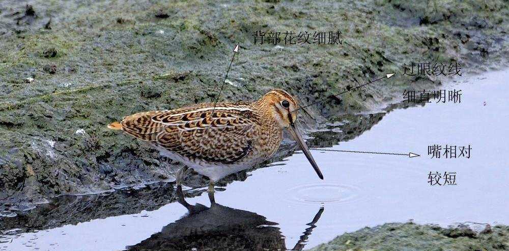 ��βɳ׶�����ɳ׶����������������Դֶ̣���������ϸ�壻������ϸֱ������