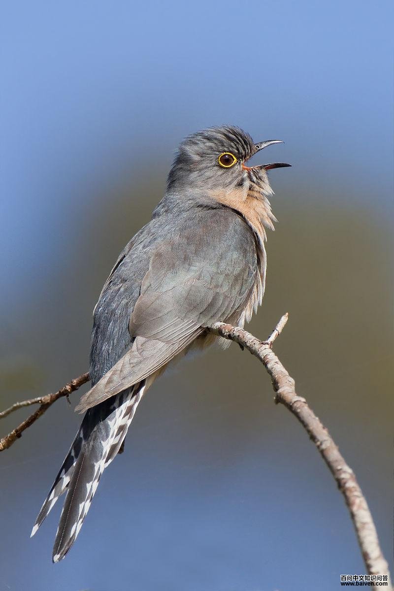扇尾杜鹃 扇尾杜鹃的图片
