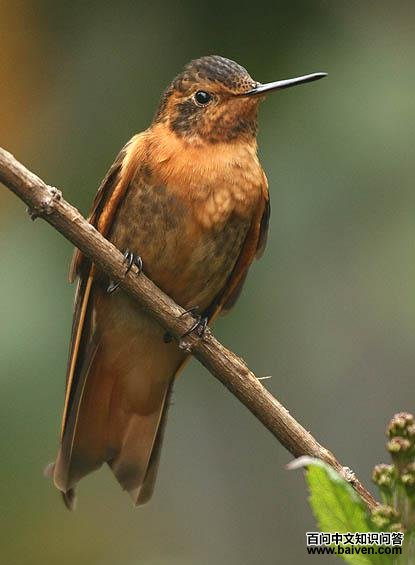闪羽蜂鸟 闪羽蜂鸟的图片