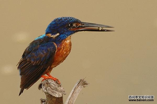 闪蓝翠鸟 闪蓝翠鸟的图片