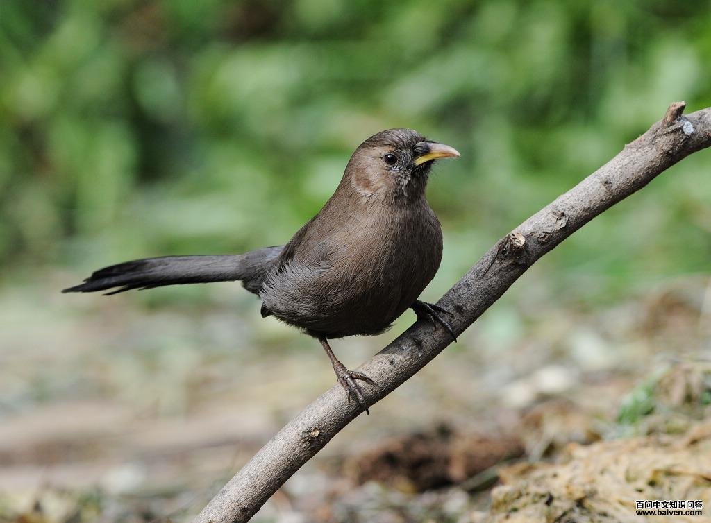 ɽ���̵�ͼƬ